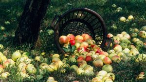 Domaine de la Fresnée : cidre et vinaigre de cidre bio à Saint-Pierre-en-Auge (14) - ICI