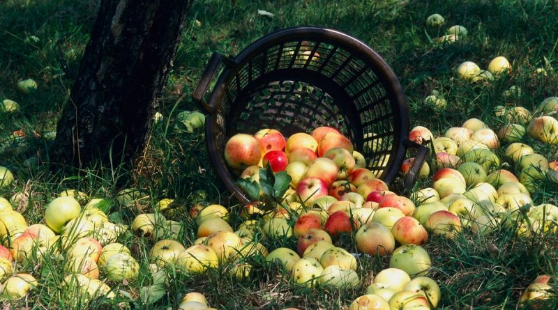 Domaine de la Fresnée : cidre et vinaigre de cidre bio à Saint-Pierre-en-Auge (14) - ICI