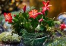 Cactus de Noël : sans épines, mais avec quelques exigences. Les conseils de Jean-Yves Meignen - ICI
