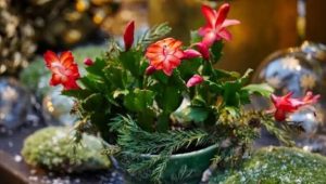 Cactus de Noël : sans épines, mais avec quelques exigences. Les conseils de Jean-Yves Meignen - ICI