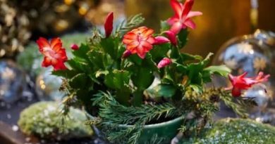 Cactus de Noël : sans épines, mais avec quelques exigences. Les conseils de Jean-Yves Meignen - ICI