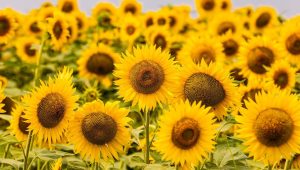 Du Roi-Soleil à l’huile végétale, le destin étonnant du tournesol - ICI