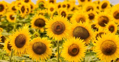 Du Roi-Soleil à l’huile végétale, le destin étonnant du tournesol - ICI