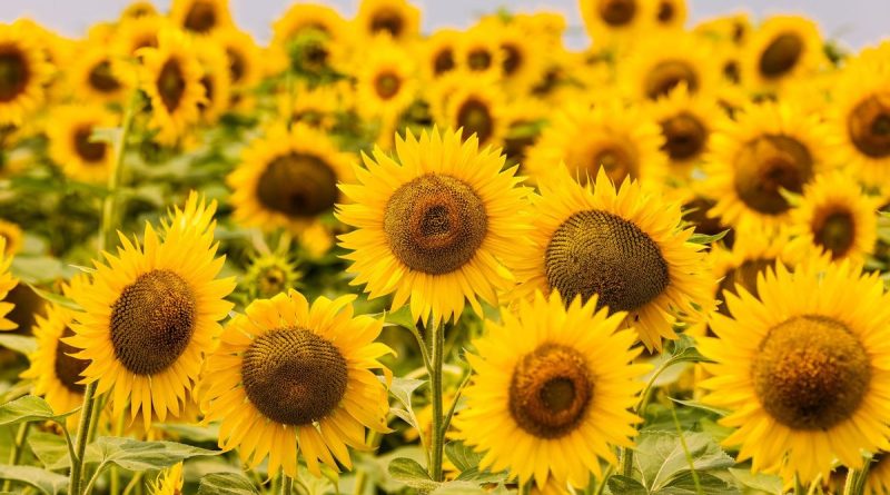 Du Roi-Soleil à l’huile végétale, le destin étonnant du tournesol - ICI