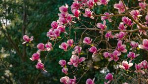 Le tulipier de Virginie, un arbre voyageur enraciné dans le Loiret - ICI