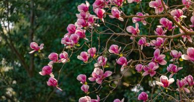 Le tulipier de Virginie, un arbre voyageur enraciné dans le Loiret - ICI