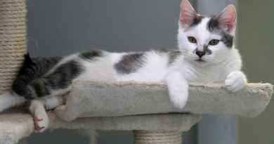 Pierre Fabing, notre vétérinaire maison met en garde contre les achats d'animaux en cette période de fin d'année - ICI