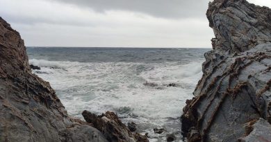 Tempête Emilia : comment les poissons, coraux et oursins survivent quand la mer se déchaîne en Méditerranée Que font les animaux marins durant les tempêtes ? - ICI