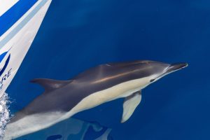 250 000 mammifères par an : la Nouvelle-Aquitaine offre une expérience marine unique pour Noël