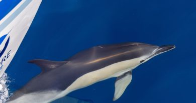 250 000 mammifères par an : la Nouvelle-Aquitaine offre une expérience marine unique pour Noël