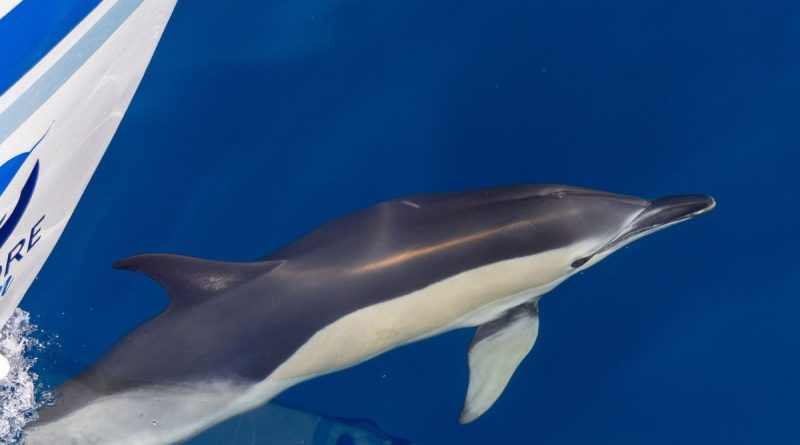 250 000 mammifères par an : la Nouvelle-Aquitaine offre une expérience marine unique pour Noël