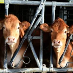 Vous êtes Balance ? Voici votre horoscope 2026.