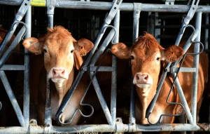 Vous êtes Balance ? Voici votre horoscope 2026.