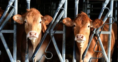 Vous êtes Balance ? Voici votre horoscope 2026.