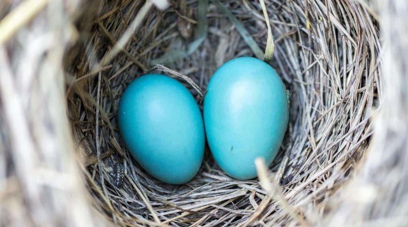 Operation Bluebird : la startup qui tente de relancer Twitter face à Elon Musk - YubiGeek