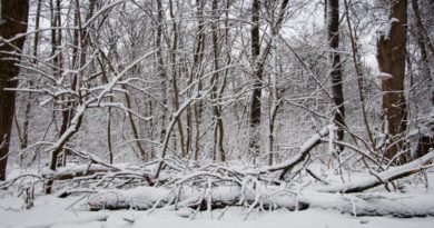 L'hiver météorologique commence le 1er décembre : caractéristiques de la saison en France
