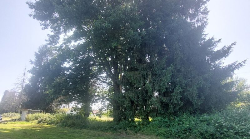 Lannemezan : Controverse sur la construction d'une serre photovoltaïque