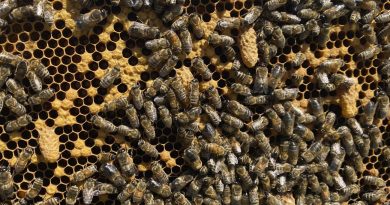 Infection : un coup d'État chez les abeilles provoqué par un parasite