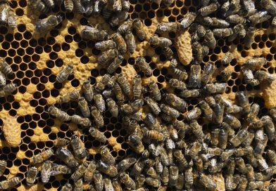 Infection : un coup d'État chez les abeilles provoqué par un parasite