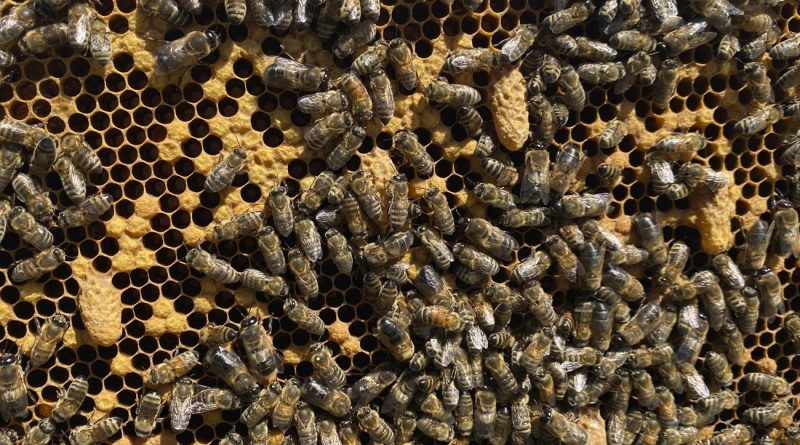 Infection : un coup d'État chez les abeilles provoqué par un parasite