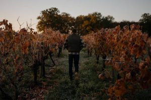 Des vignerons de Bordeaux et Cognac contraints d’arracher leurs vignes face à la crise