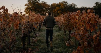 Des vignerons de Bordeaux et Cognac contraints d’arracher leurs vignes face à la crise