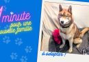 Craquez pour Oslo, disponible à l'adoption dans le Haut-Doubs à Pontarlier - ICI