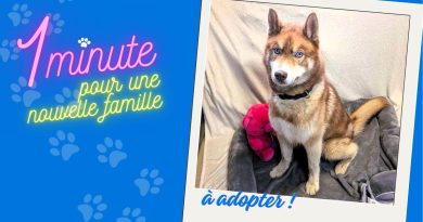Craquez pour Oslo, disponible à l'adoption dans le Haut-Doubs à Pontarlier - ICI