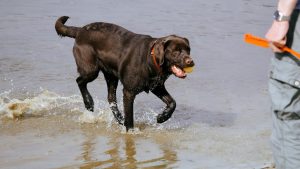 Un homme de 71 ans sauvé d’un arrêt cardiaque par son chien se fait tatouer sa patte sur le cœur