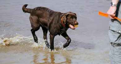Angleterre : un homme de 71 ans survit à un arrêt cardiaque sur la plage grâce à son chien, puis se fait tatouer sa patte en hommage Un homme de 71 ans sauvé d’un arrêt cardiaque par son chien se fait tatouer sa patte sur le cœur