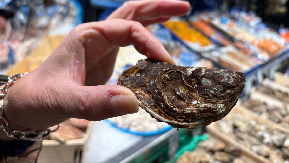Vente d’huîtres et de moules interdite dans l’étang de Thau juste avant le Nouvel An