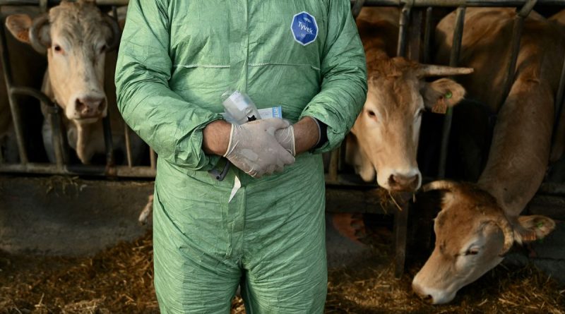 illustration agrandir l