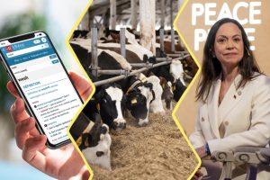 Image constituée de 3 photos. À gauche : un téléphone avec une page du Robert sur le mot Wesh. Au centre : des vaches dans un élevage. À droite : la prix Nobel de la Paix