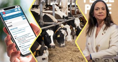 Image constituée de 3 photos. À gauche : un téléphone avec une page du Robert sur le mot Wesh. Au centre : des vaches dans un élevage. À droite : la prix Nobel de la Paix