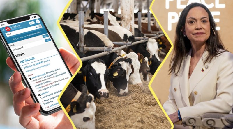 Image constituée de 3 photos. À gauche : un téléphone avec une page du Robert sur le mot Wesh. Au centre : des vaches dans un élevage. À droite : la prix Nobel de la Paix