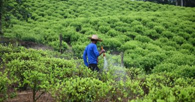 La Colombie déploie des drones pour pulvériser du glyphosate sur les cultures de coca