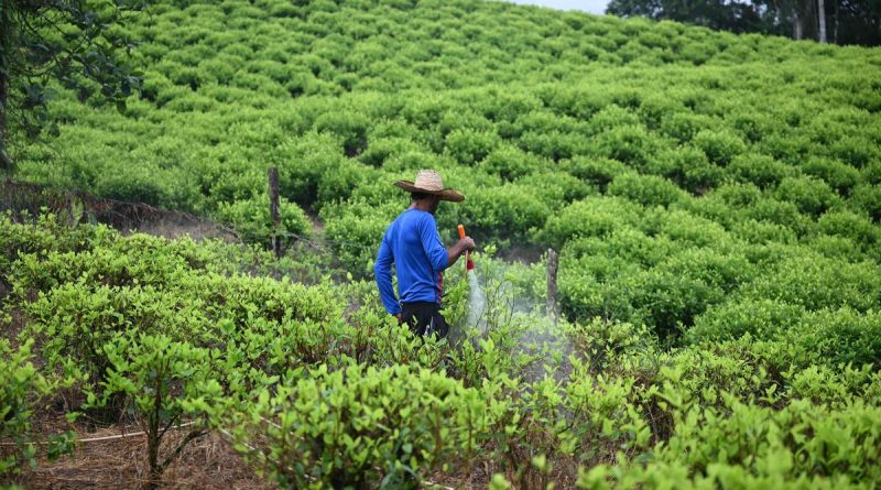 La Colombie déploie des drones pour pulvériser du glyphosate sur les cultures de coca