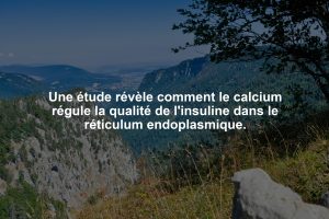 Une étude révèle comment le calcium régule la qualité de l'insuline dans le réticulum endoplasmique.