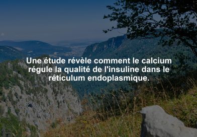 Calcium : un acteur clé dans la qualité de l’insuline et la santé cellulaire Une étude révèle comment le calcium régule la qualité de l'insuline dans le réticulum endoplasmique.