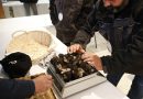 Dordogne : 33 kilos de truffes vendues au marché de Sainte-Alvère
