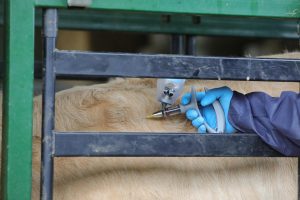 Dermatose nodulaire contagieuse : près de 25 000 bovins déjà vaccinés dans les Landes