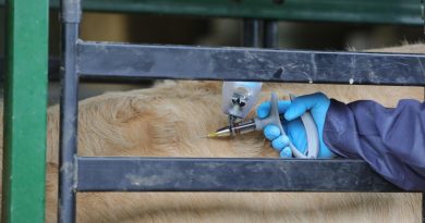 Dermatose nodulaire contagieuse : près de 25 000 bovins déjà vaccinés dans les Landes