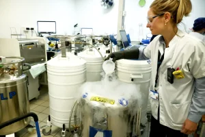 Autoconservation des ovocytes : ouverture de l'activité au secteur privé en débat