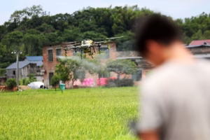 En Chine, l’épandage de pesticides par drone se développe et provoque des conflits