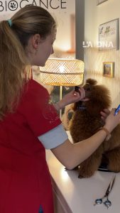 Strasbourg : Léa, toiletteuse, remporte un championnat à seulement 17 ans