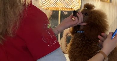 Strasbourg : Léa, toiletteuse, remporte un championnat à seulement 17 ans