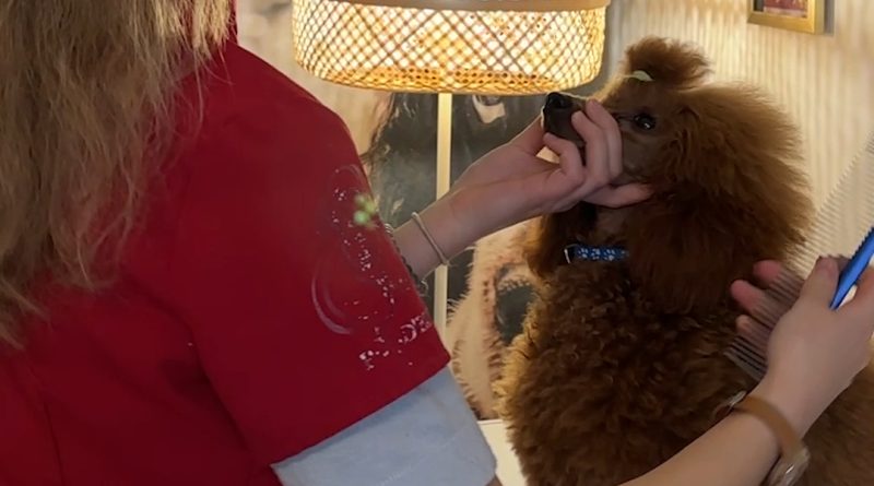 Strasbourg : Léa, toiletteuse, remporte un championnat à seulement 17 ans