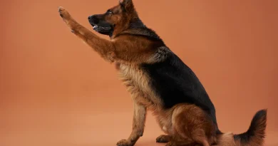 Assis ! : une dresseuse déconseille cet ordre pour bien éduquer un chien