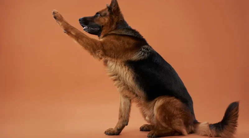 Assis ! : une dresseuse déconseille cet ordre pour bien éduquer un chien