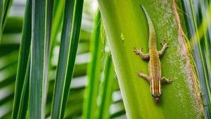La colle du futur inspirée par les pattes de lézard : une avancée scientifique